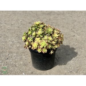 Aeónium (Aeonium haworthii) ´KIWI´ - výška 30-40 cm, Ø 40-50 cm, kont. C15L